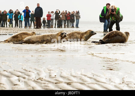 OUDDORP, Niederlande - 22. Mai 2017: Dichtungen sind am Strand nach kümmern in einem Kindergarten veröffentlicht. Stockfoto