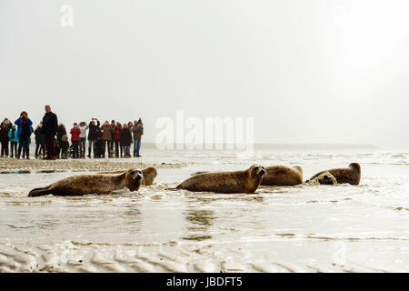 OUDDORP, Niederlande - 22. Mai 2017: Dichtungen sind am Strand nach kümmern in einem Kindergarten veröffentlicht. Stockfoto