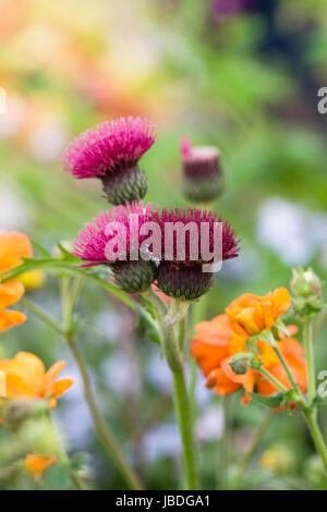 Cirsium Rivulare 'Atropurpureum' Blumen in einem Frühlingsgarten. Stockfoto