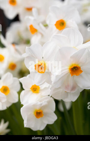 Narcissus 'Geranium' Blumen. Stockfoto