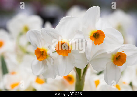 Narcissus 'Geranium' Blumen. Stockfoto