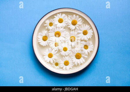 Leucanthemum Vulgare Blumen in eine Schüssel mit Wasser schweben. Oxeye Daisy Muster. Stockfoto