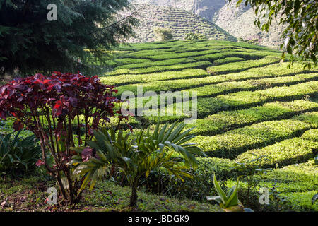 CAMERON HIGHLANDS, MALAYSIA Asien - 27. März 2010: Schauen Sie durch in Richtung einer Teeplantage in den Hügeln. Stockfoto