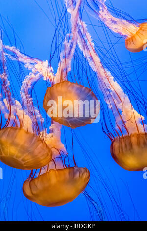 Jelly Fische schwimmen im Ozean Stockfoto