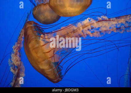 Jelly Fische schwimmen im Ozean Stockfoto