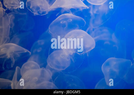 Jelly Fische schwimmen im Ozean Stockfoto