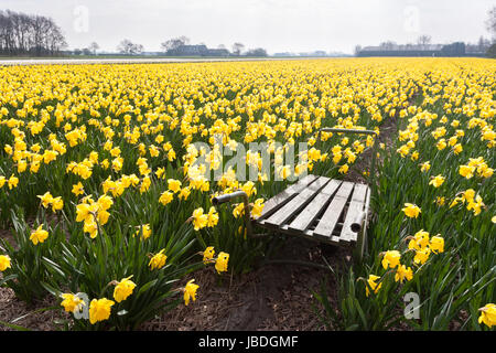 LISSE HILLEGOM, Niederlande - 16. April 2014: Eine alte hölzerne Schubkarre in einem großen Feld voller gelben Narzissen. Stockfoto