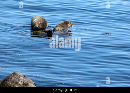 Dichtungen auf Felsen im Monterey Bay, Kalifornien Stockfoto