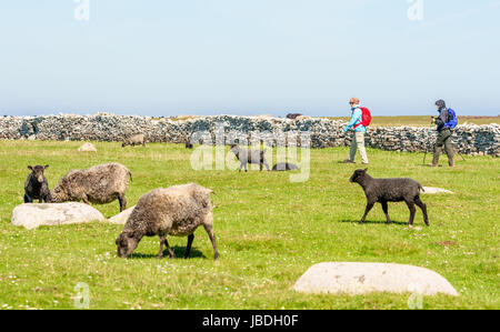 Ottenby, Schweden - 27. Mai 2017: Ökologische Dokumentarfilm. Zwei Wanderer zu Fuß entlang einer Kalksteinmauer Schafe grasen auf der Wiese zu betrachten. Stockfoto