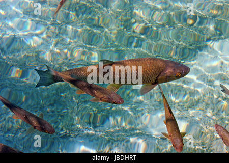 Große Forellen Schwimmen im kristallklaren Wasser der Plitvicer Seen Stockfoto