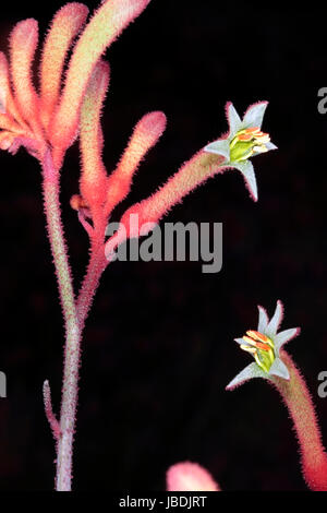 Nahaufnahme des hohen Kangaroo Paw Blumen-Anigozanthos Flavidus - Familie Haemodoraceae Stockfoto