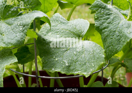 Closeup Schuss Gurke hinterlässt nach dem Regen. Die Gurken-Pflanze kriecht ein Draht Gitter in einem Hinterhof Gemüsegarten. Kalifornien USA Stockfoto