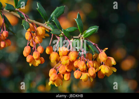 Darwins Berberitze - Berberis Darwinii Strauch aus China Stockfoto