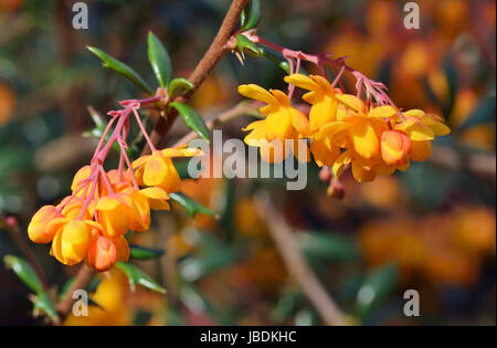 Darwins Berberitze - Berberis Darwinii Strauch aus China Stockfoto