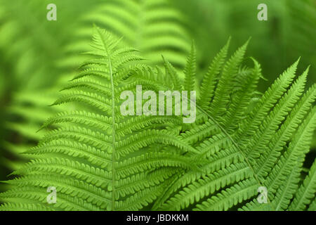 Verschwommen, abstrakten Hintergrund mit einem zarten Farn-Motiv. Dichte, üppige, grüne Vegetation im Garten. Die dominierende Farbe grün. Stockfoto