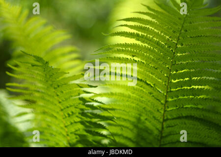 Verschwommen, abstrakten Hintergrund mit einem zarten Farn-Motiv. Dichte, üppige, grüne Vegetation im Garten. Die dominierende Farbe grün. Stockfoto