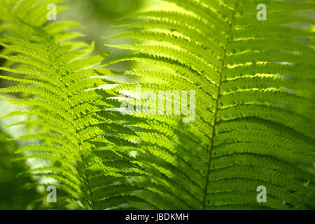 Verschwommen, abstrakten Hintergrund mit einem zarten Farn-Motiv. Dichte, üppige, grüne Vegetation im Garten. Die dominierende Farbe grün. Stockfoto