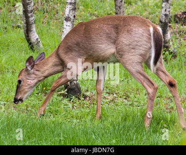 Whitetail Doe mit Tumor auf Vorderseite rechtes Bein Stockfoto