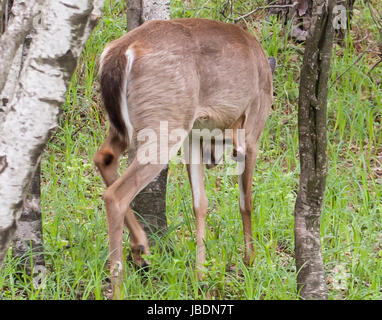 Whitetail Doe mit großen Tumor Stockfoto