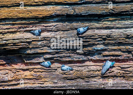 Rock Tauben / rock Tauben (Columba Livia) nisten auf Felsvorsprüngen in Felswand entlang der schottischen Küste Stockfoto