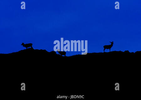 Drei rote Hirsche (Cervus Elaphus) Silhouette gegen den Nachthimmel auf Hügel in den schottischen Highlands, Schottland Stockfoto