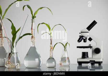 Pflanzen im Labor. Biotechnologie Konzept. Weißer Hintergrund und Glastisch. Stockfoto