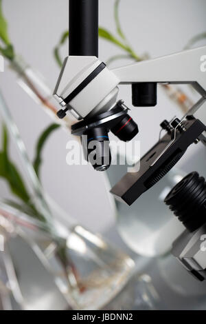 Pflanzen im Labor. Biotechnologie Konzept. Weißer Hintergrund und Glastisch. Stockfoto