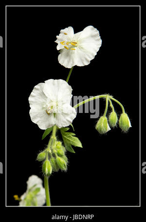 Geranium Phaeum 'Album' Stockfoto