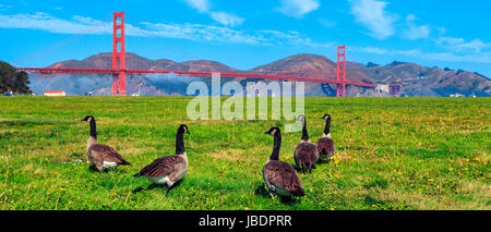 Golden Gate Bridge mit Gänse auf dem Rasen Stockfoto