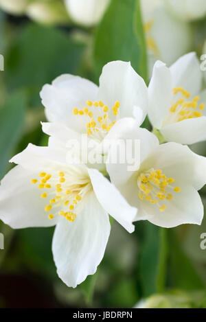 Closeup, weißen Jasminblüten Stockfoto