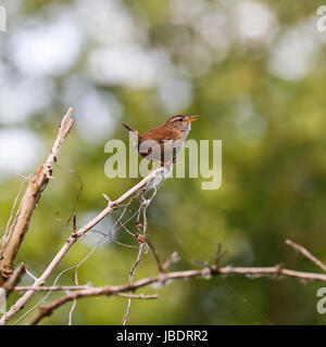 Zaunkönig Troglodytes troglodytes Stockfoto