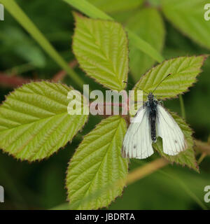 Kleiner weißer Schmetterling ruht auf einem grünen Blatt Stockfoto