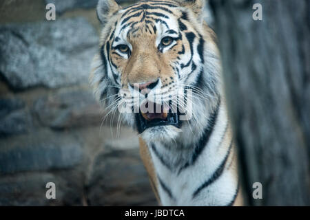 Bengal Tiger Panthera Tigris Tigris im Zoo von Philadelphia Stockfoto