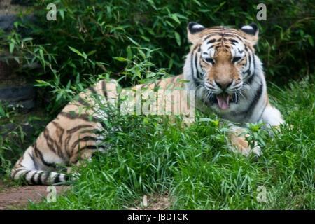 Bengal Tiger Panthera Tigris Tigris im Zoo von Philadelphia Stockfoto