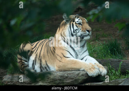 Bengal Tiger Panthera Tigris Tigris im Zoo von Philadelphia Stockfoto