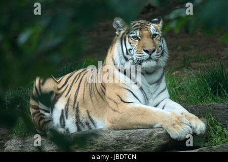 Bengal Tiger Panthera Tigris Tigris im Zoo von Philadelphia Stockfoto