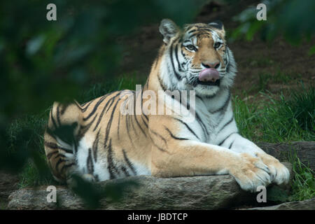 Bengal Tiger Panthera Tigris Tigris im Zoo von Philadelphia Stockfoto