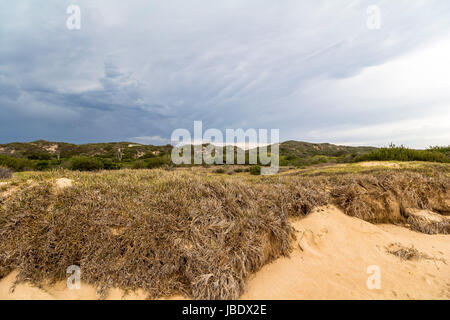 Große Sanddünen im waldigen Kap Bereich des Addo Elephant Park Stockfoto