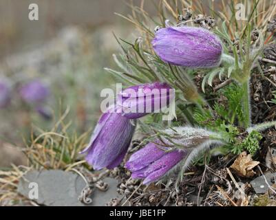 Common pasque im Nationalpark Kellerwald Stockfoto