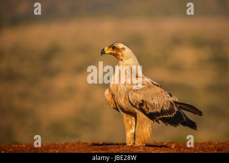 Tawny Adler (Aquila Rapax), Zimanga private Game reserve, KwaZulu-Natal, Südafrika, Mai 2017 Stockfoto