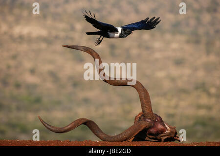 Trauerschnäpper Krähe (Corvus Albus), Zimanga private Game reserve, KwaZulu-Natal, Südafrika, Mai 2017 Stockfoto