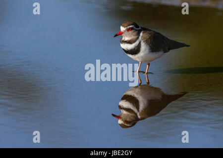 Drei-banded Regenpfeifer (Charadrius Tricollaris), Krüger Nationalpark, Südafrika, Mai 2017 Stockfoto