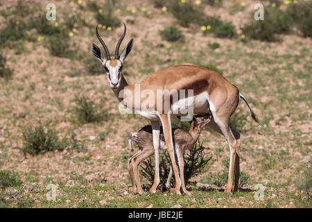 Springbock (Antidorcas Marsupialis) mit Neugeborenen Kalb, Kgalagadi Transfrontier Park, Northern Cape, South Africa, Januar 2017 Stockfoto