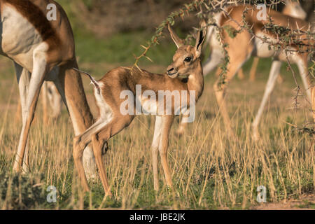 Springbock (Antidorcas Marsupialis) Kalb, Kgalagadi Transfrontier Park, Northern Cape, South Africa, Januar 2017 Stockfoto