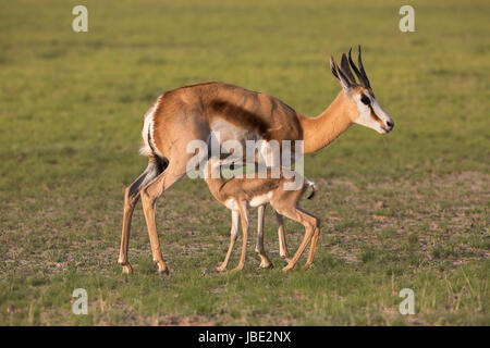 Springbock (Antidorcas Marsupialis) mit Neugeborenen Kalb saugen, Kgalagadi Transfrontier Park, Northern Cape, Südafrika, Januar 2017 Stockfoto