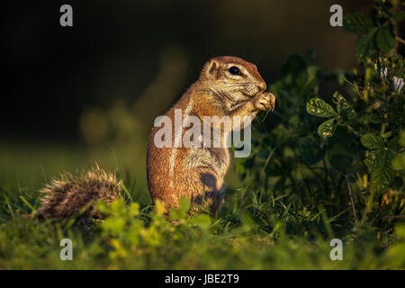 Borstenhörnchen (Xerus Inauris), Kgalagadi Transfrontier Park, Northern Cape, South Africa, Januar 2017 Stockfoto