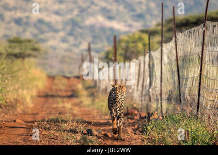 Gepard (Acinonyx Jubatus) patrouillierenden Reserve Zaun, Zimanga private Game reserve, KwaZulu-Natal, Südafrika, Mai 2017 Stockfoto