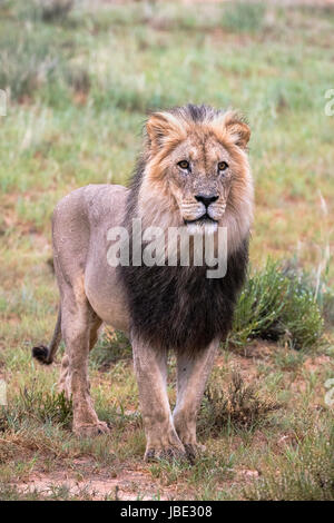 Löwe (Panthera Leo) männlich, Kgalagadi Transfrontier Park, Northern Cape, South Africa, Februar 2017 Stockfoto