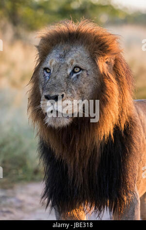 Löwe (Panthera Leo), Krüger Nationalpark, Südafrika, kann 2017 Stockfoto