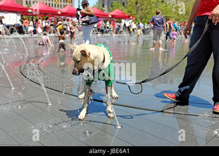 Hund Spaß mit den Wasserfontänen an einem warmen Sommertag in der Innenstadt von Cleveland, Ohio, USA. Stockfoto